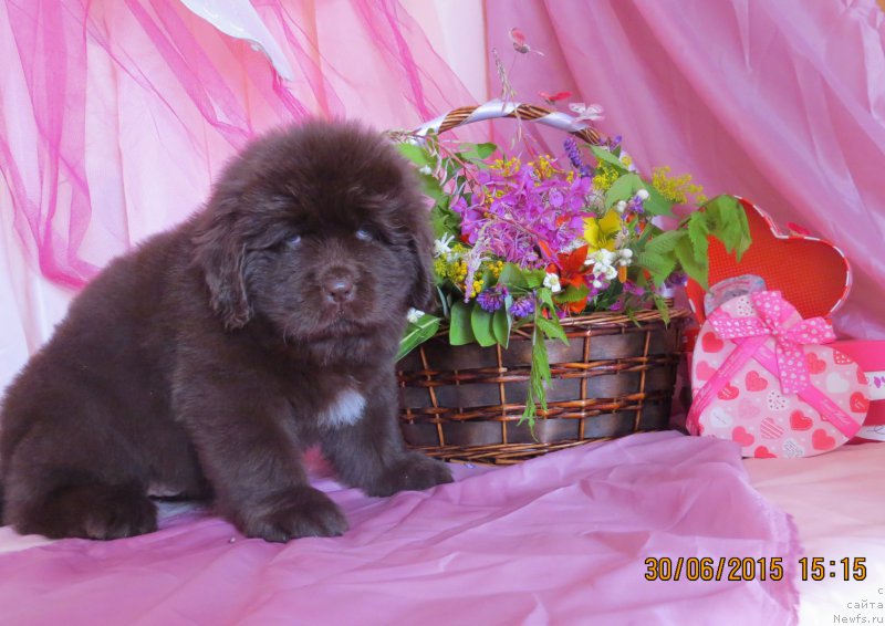 Фото: ньюфаундленд Хит Шелико Гуди Хот Чоколат