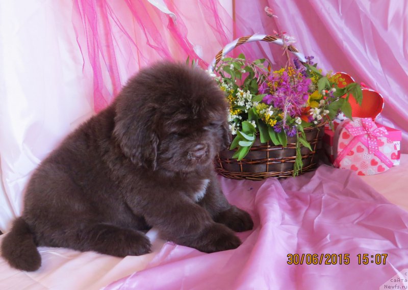 Фото: Хит Шелико Голден Черри Браун