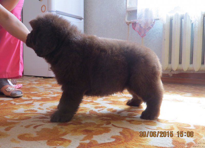 Фото: Хит Шелико Голден Черри Браун