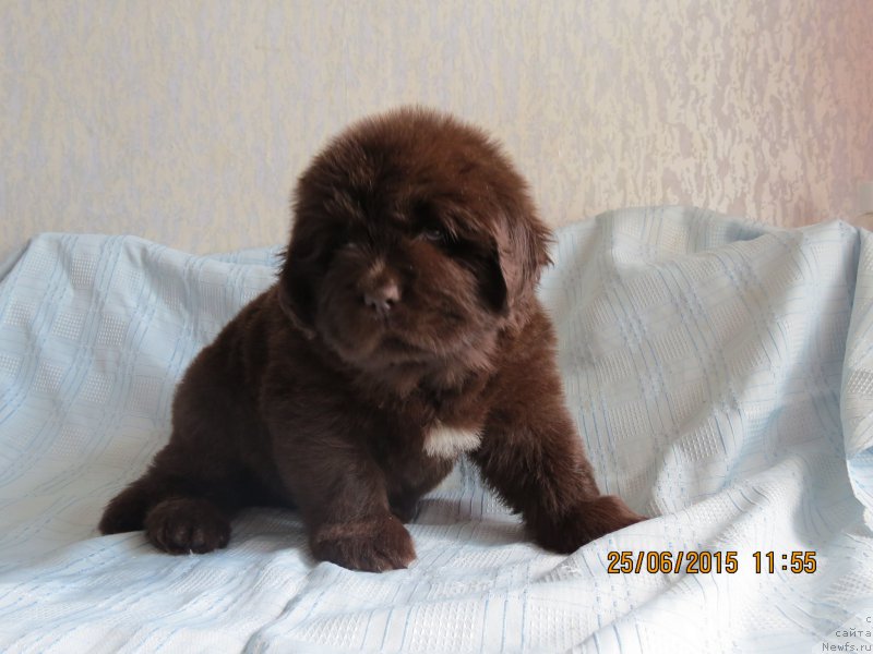 Фото: ньюфаундленд Хит Шелико Гуди Хот Чоколат