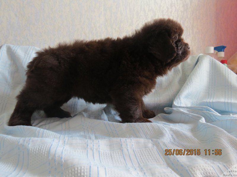 Фото: ньюфаундленд Хит Шелико Гуди Хот Чоколат