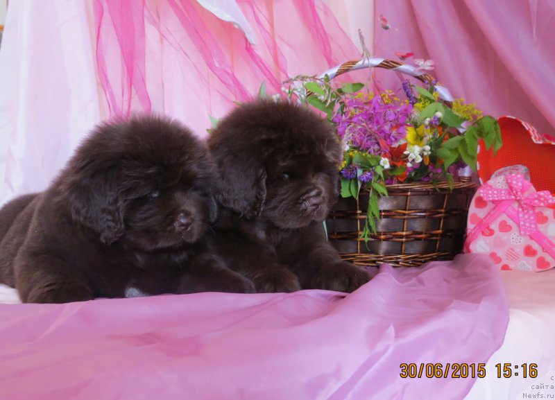 Фото: ньюфаундленд Хит Шелико Гуди Хот Чоколат, ньюфаундленд Хит Шелико Голден Черри Браун