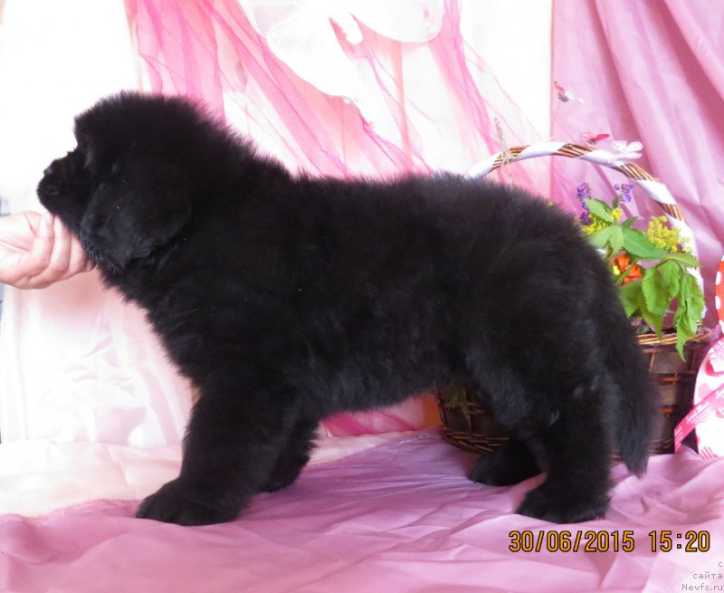 Фото: ньюфаундленд Хит Шелико Гранд Чероки Блэк