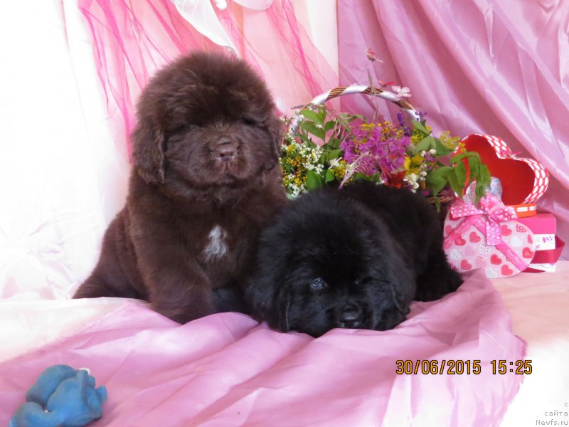 Фото: ньюфаундленд Хит Шелико Голден Черри Браун, ньюфаундленд Хит Шелико Гранд Чероки Блэк