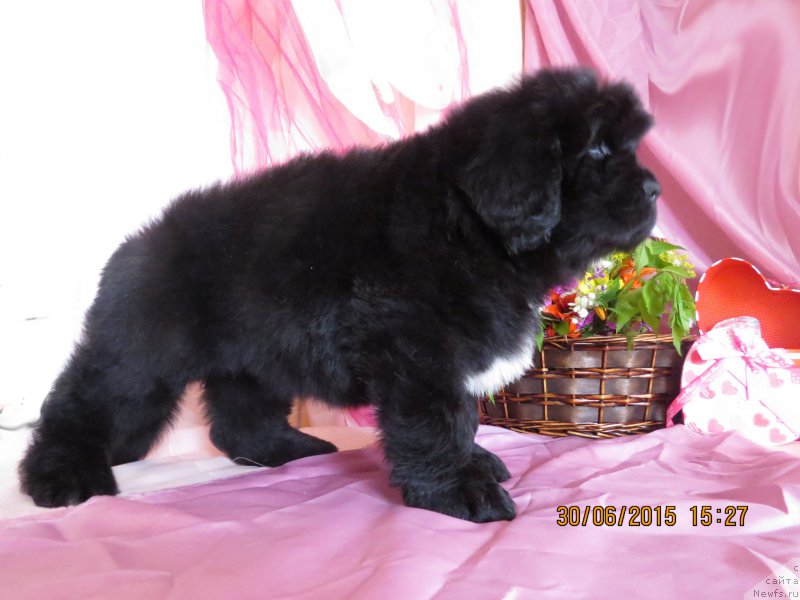 Фото: ньюфаундленд Хит Шелико Гламурная Штучка