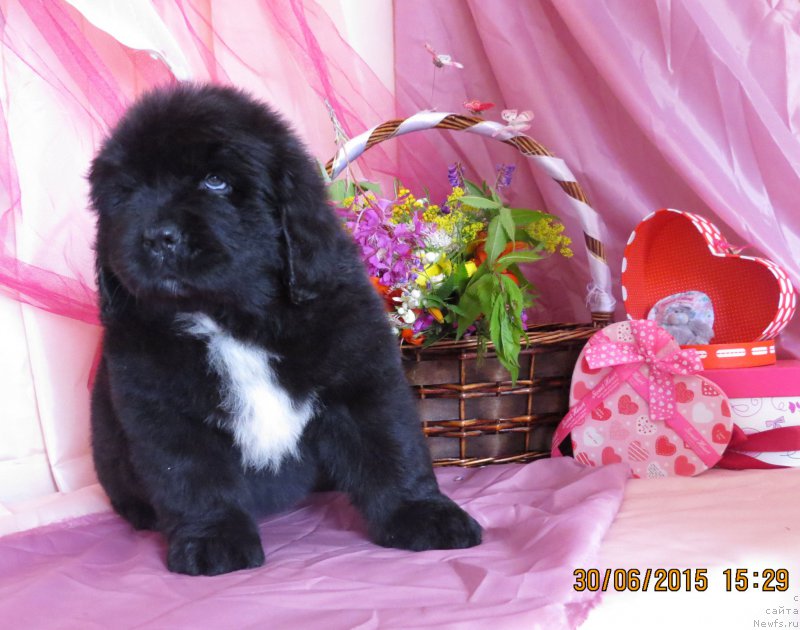 Фото: ньюфаундленд Хит Шелико Гламурная Штучка