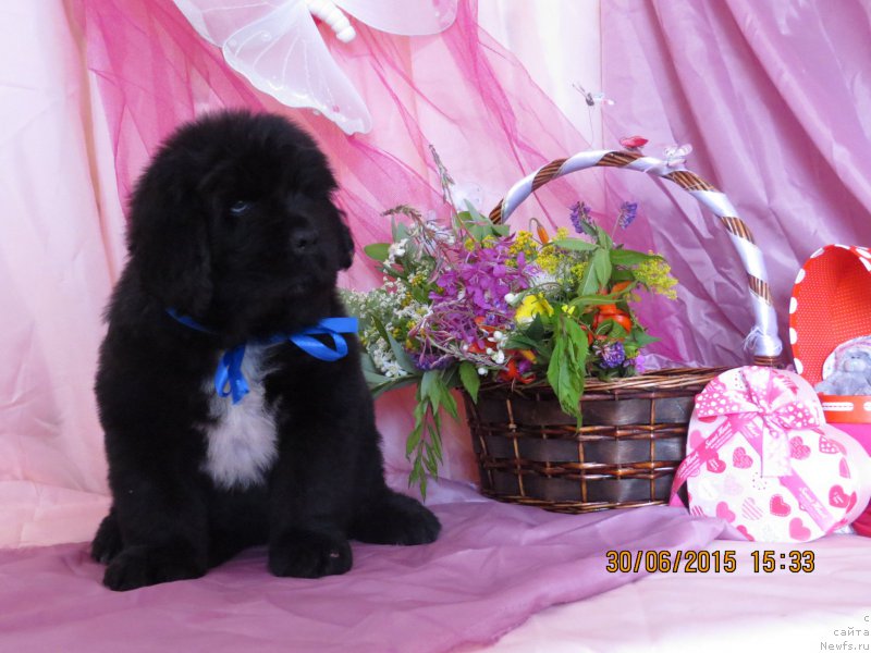 Фото: ньюфаундленд Хит Шелико Гламурная Штучка