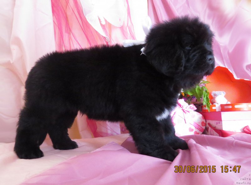 Фото: ньюфаундленд Хит Шелико Герл фо Хэппиенс