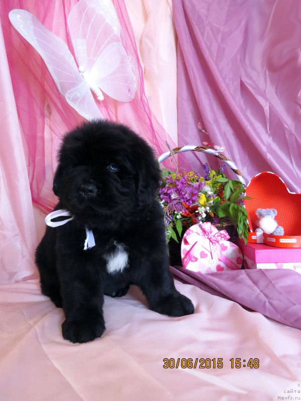 Фото: ньюфаундленд Хит Шелико Герл фо Хэппиенс