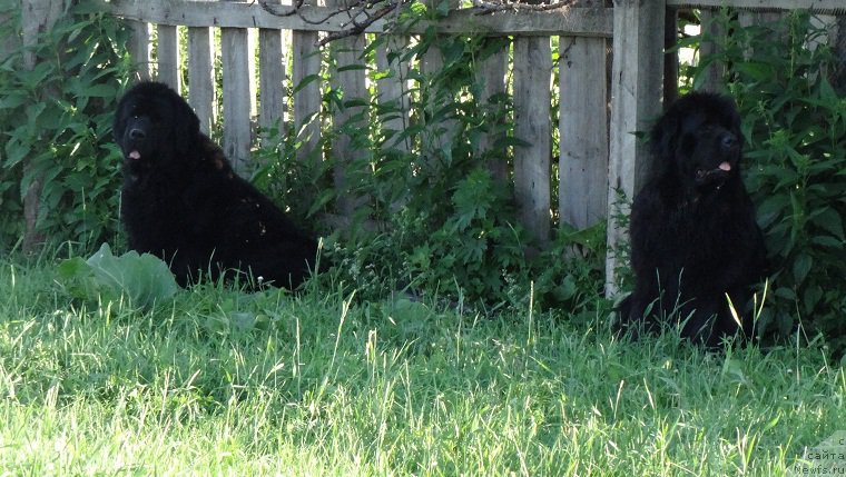 Фото: ньюфаундленд Ньюфорт Натали (Njufort Natali), ньюфаундленд Ньюфорт Царица Ночи