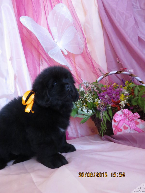 Фото: ньюфаундленд Хит Шелико Гармония Души