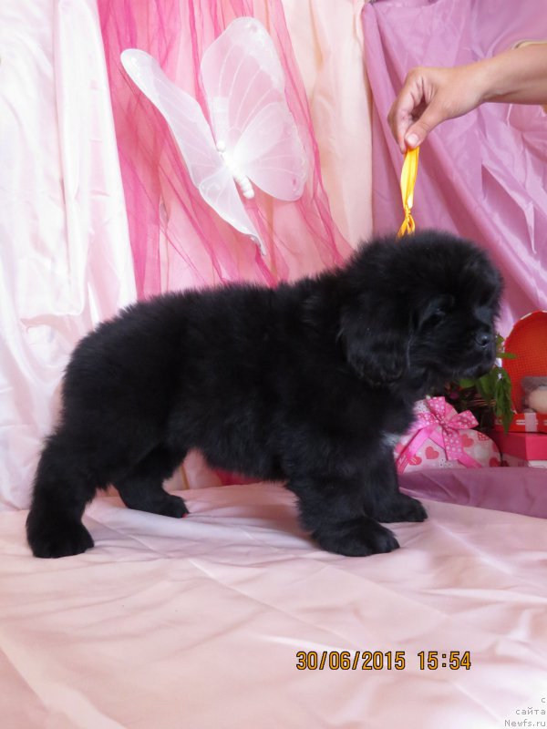 Фото: ньюфаундленд Хит Шелико Гармония Души