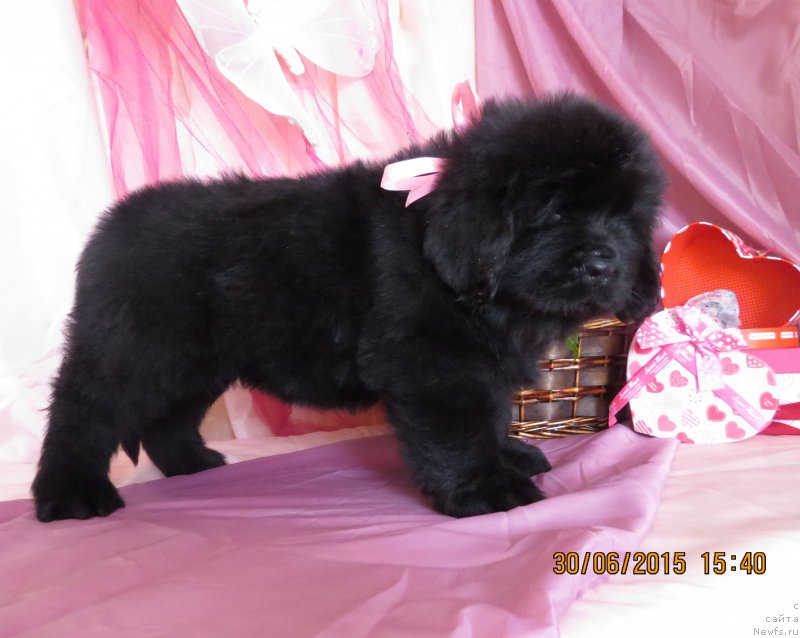 Фото: ньюфаундленд Хит Шелико Гэлэкси Стар