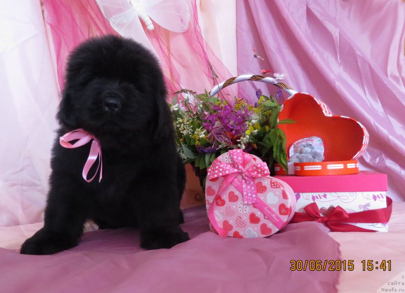 Фото: ньюфаундленд Хит Шелико Гэлэкси Стар