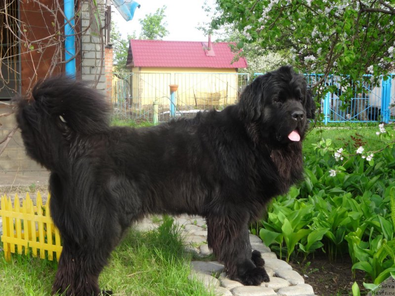 Фото: ньюфаундленд Актив Блэйз оф Глори