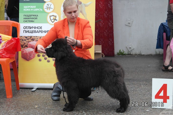 Фото: ньюфаундленд Дон с Берега Дона (Don s Berega Dona)