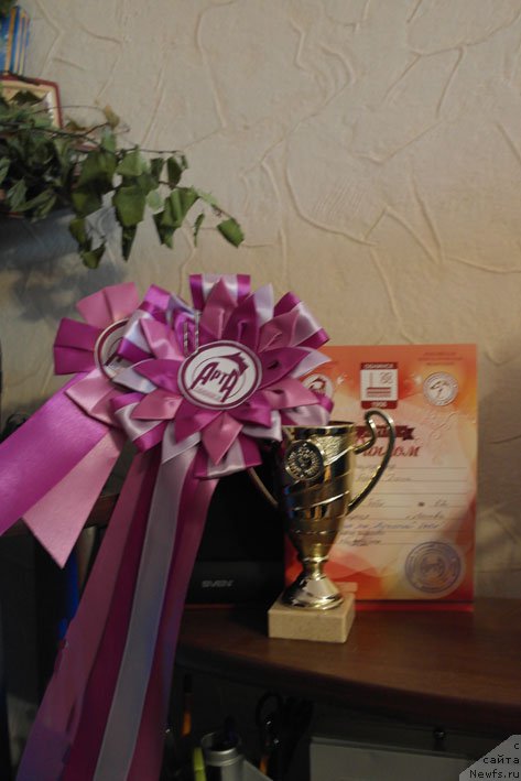 Фото: ньюфаундленд Дон с Берега Дона (Don s Berega Dona)