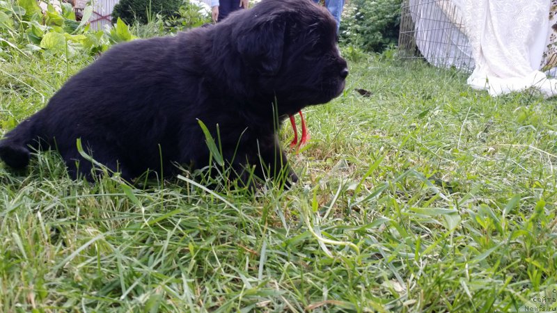 Фото: дети Джаза и Туси