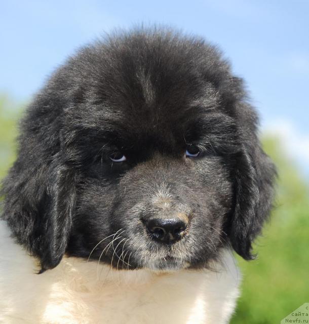 Фото: ньюфаундленд Пчёлкин Дом Бегония (Pchiolkin Dom Begonia)