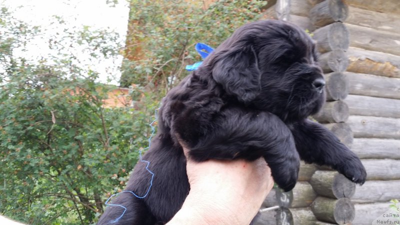 Фото: дети Джаза и Туси