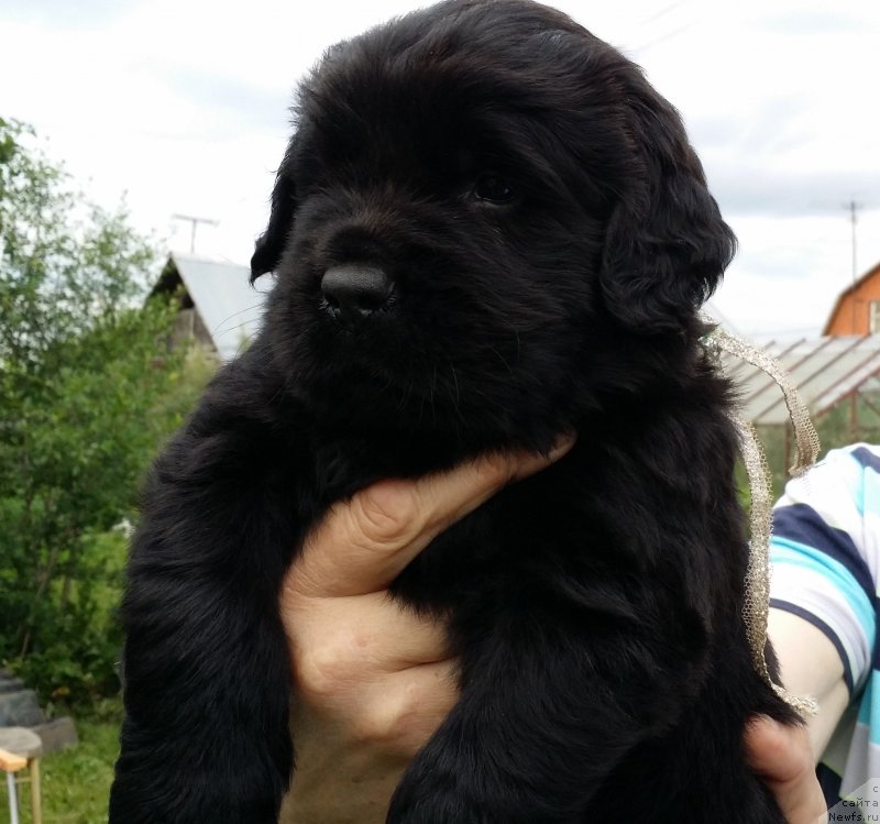 Фото: Архимед из Академии Шоколада