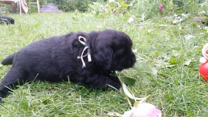 Фото: Архимед из Академии Шоколада