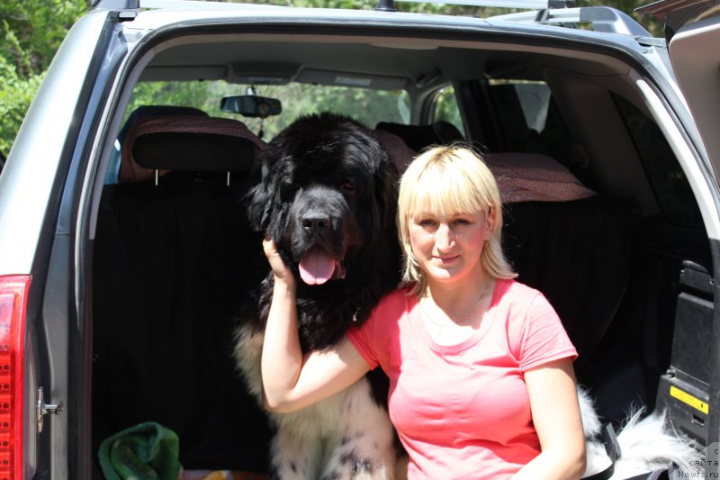 Фото: ньюфаундленд Плюшевая Панда Ферреро Ронд Нуар (Plushevaya Panda Ferrero Rond Noir)