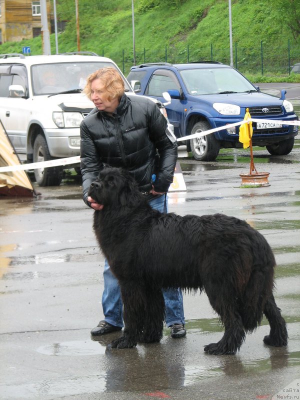 Фото: ньюфаундленд J'avellawinner Maria iz Volotova