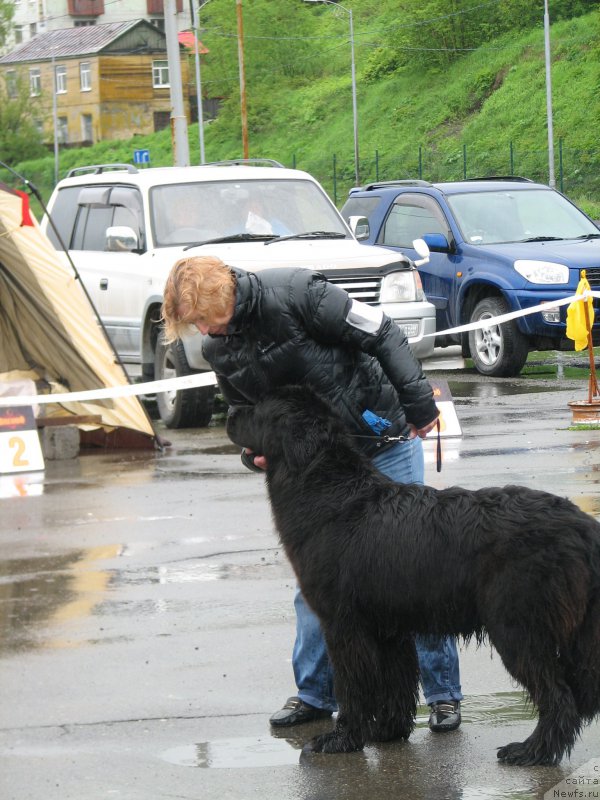 Фото: ньюфаундленд J'avellawinner Maria iz Volotova