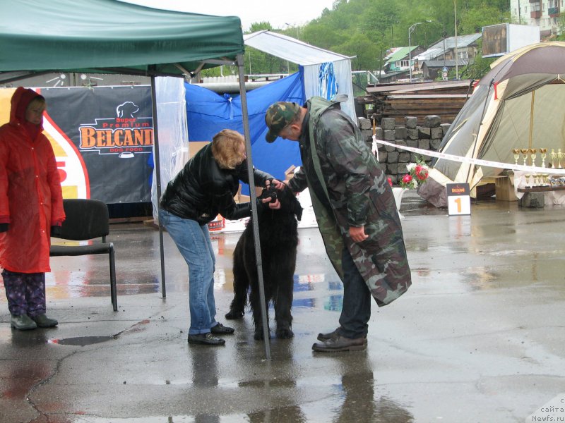 Фото: ньюфаундленд J'avellawinner Maria iz Volotova