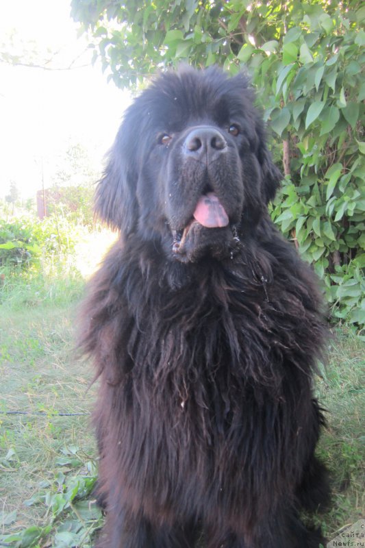 Фото: ньюфаундленд Супер Премиум Порше