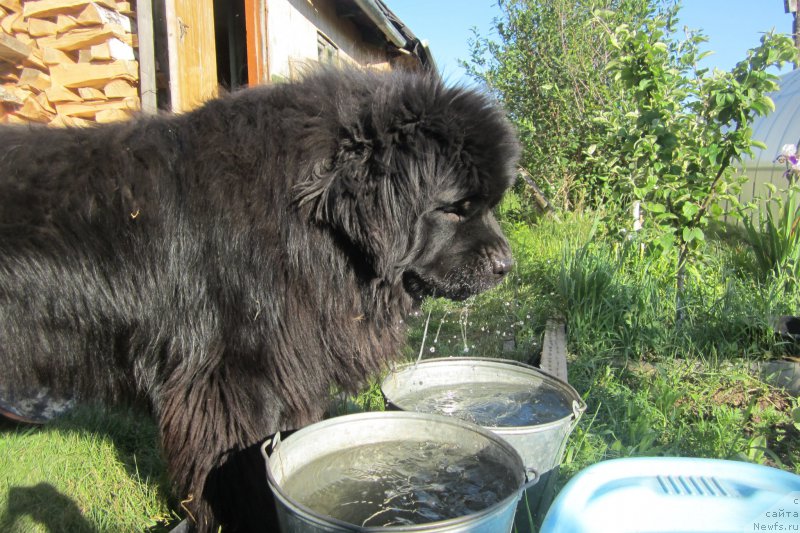 Фото: ньюфаундленд Супер Премиум Порше