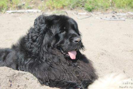 Фото: ньюфаундленд Понтус Пит