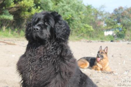 Фото: ньюфаундленд Понтус Пит