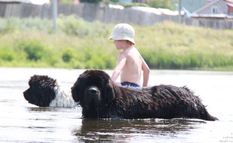 Фото: ньюфаундленд Аквиан Сонг Ларс Бергер (Akvian Song Lars Berger)