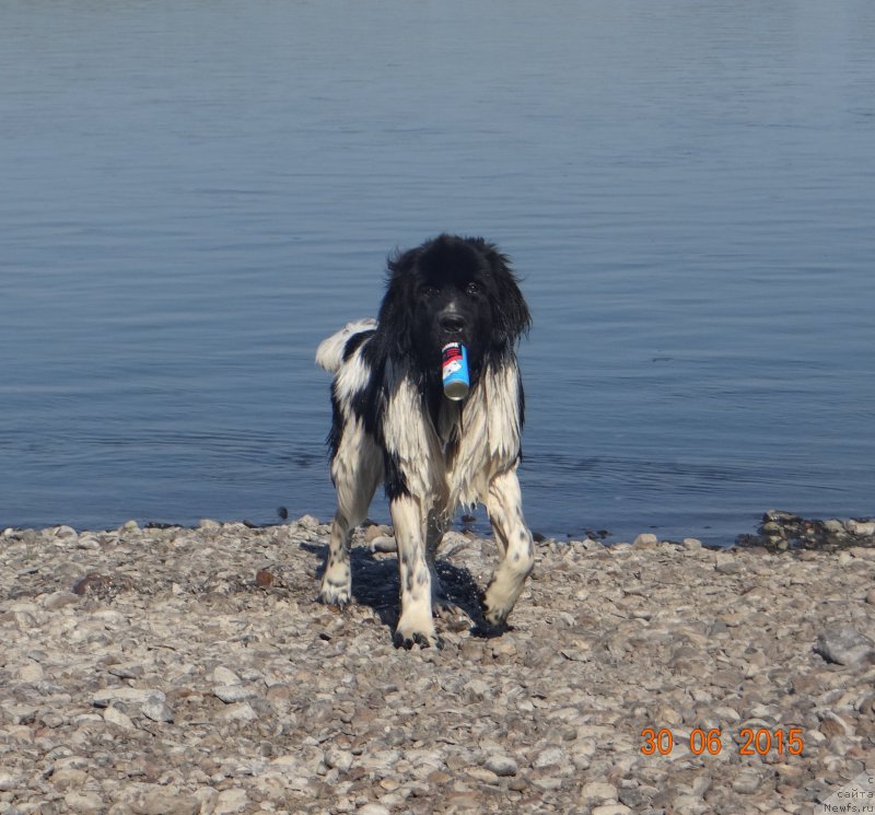 Фото: ньюфаундленд Беатрис Бьютифул от Сибирского Медведя