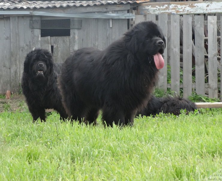 Фото: ньюфаундленд Акватория Келвин Адреналин Браун, ньюфаундленд Севертан Рожденная Легендой