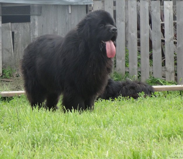 Фото: ньюфаундленд Акватория Келвин Адреналин Браун