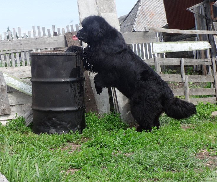 Фото: ньюфаундленд Ньюфорт Царица Ночи
