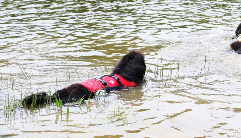 Фото: ньюфаундленд Very Fairweathers X'Got The Rhythm