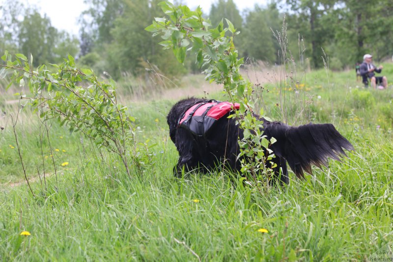 Фото: ньюфаундленд Very Fairweathers X'Got The Rhythm