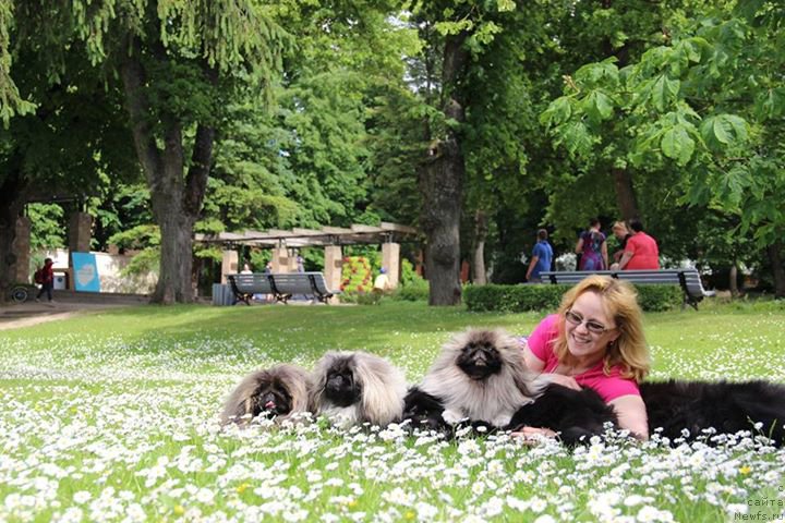 Фото: ньюфаундленд Смигар Легенда Весны (Smigar Legenda Vesny), Лариса Башарова, и сопровождающие их пекинесы!