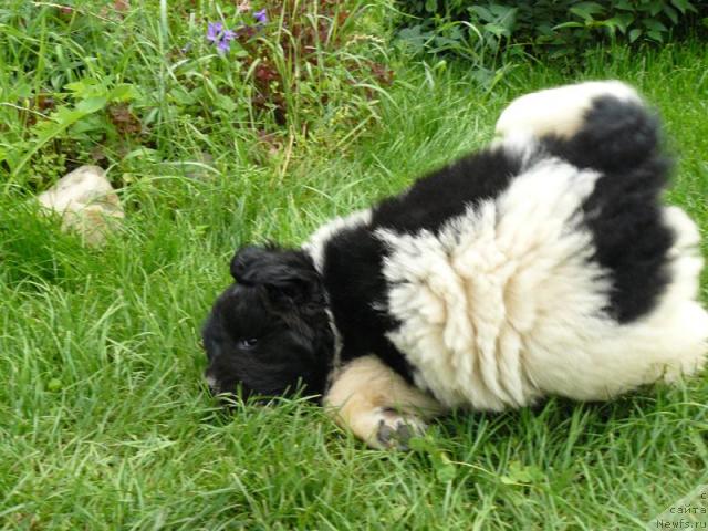 Фото: ньюфаундленд Пчёлкин Дом Белый Орёл (Pchiolkin Dom Bely Oriol)
