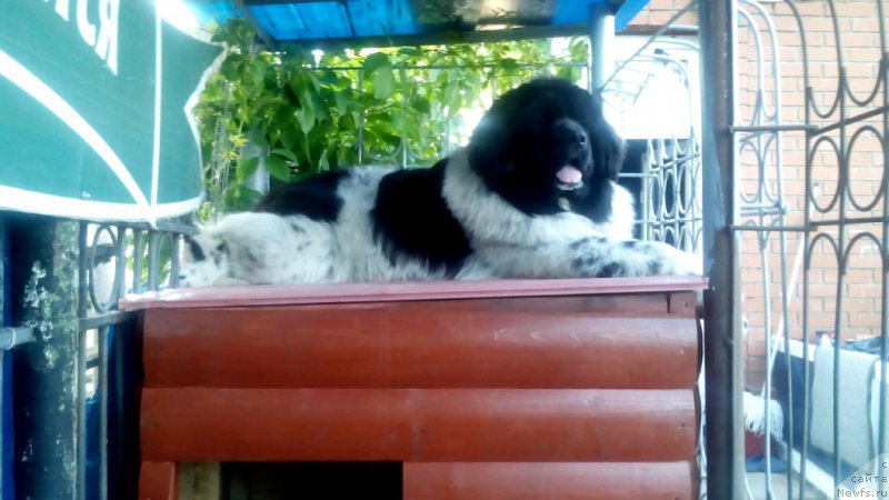 Фото: ньюфаундленд Варгас Де Ла Масса Армандо (Vargas de la Massa Armando)