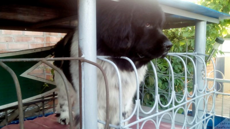 Фото: ньюфаундленд Варгас Де Ла Масса Армандо (Vargas de la Massa Armando)