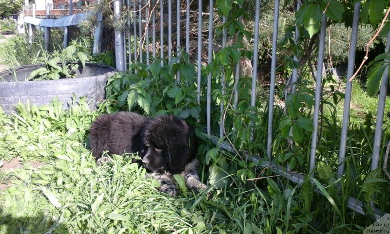 Фото: ньюфаундленд Еверия от Сибирского Медведя