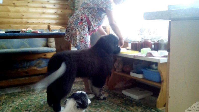 Фото: ньюфаундленд Еверия от Сибирского Медведя