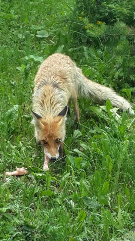 Фотография № 185847