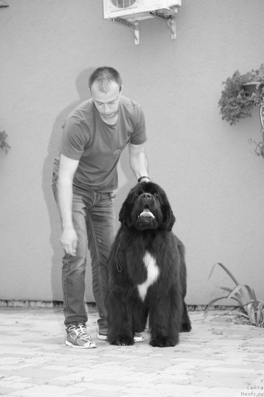 Фото: ньюфаундленд Дак Прайд Верту (Dark Pride Vertu)