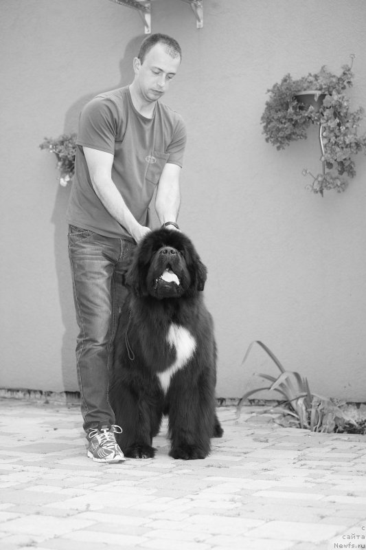 Фото: ньюфаундленд Дак Прайд Верту (Dark Pride Vertu)